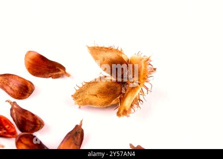 Close-up of a group of three edged beechnuts with their fruit shells lying on a white table, isolated on a white background. Stock Photo