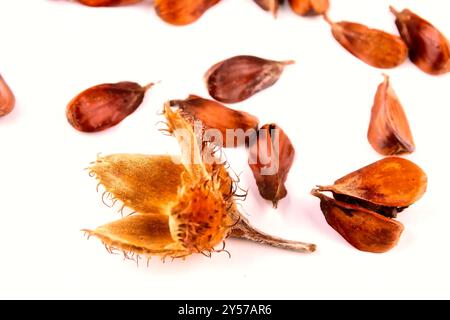 Close-up of a group of three edged beechnuts with their fruit shells lying on a white table, isolated on a white background. Stock Photo