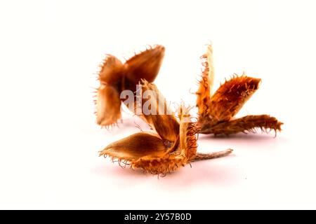 Close-up of a group of three edged beechnuts with their fruit shells lying on a white table, isolated on a white background. Stock Photo