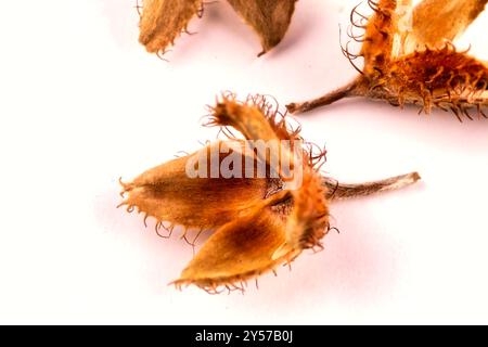 Close-up of a group of three edged beechnuts with their fruit shells lying on a white table, isolated on a white background. Stock Photo