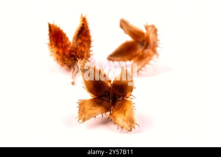 Close-up of a group of three edged beechnuts with their fruit shells lying on a white table, isolated on a white background. Stock Photo