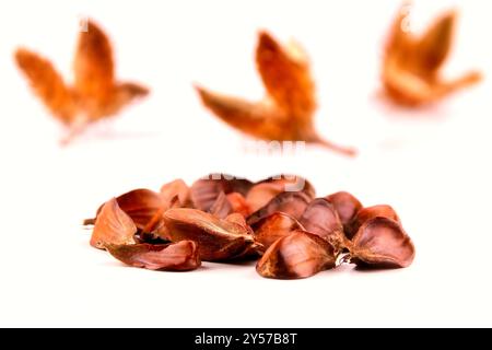 Close-up of a group of three edged beechnuts with their fruit shells lying on a white table, isolated on a white background. Stock Photo