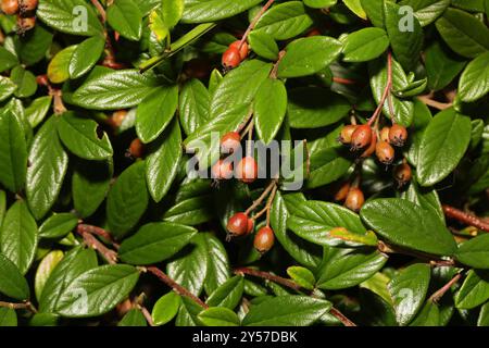 Willow-leaved Cotoneaster (Cotoneaster salicifolius) Plantae Stock Photo