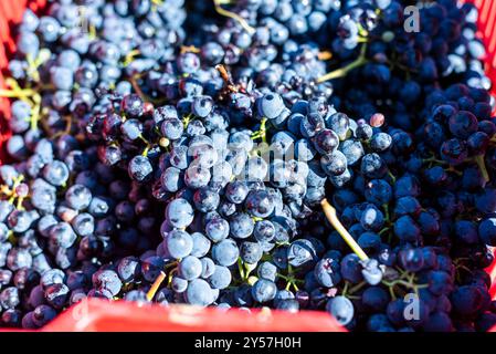 The hand harvesting, vendemmia, in the Brachetto vineyards around Acqui terme, late September 2023. Stock Photo