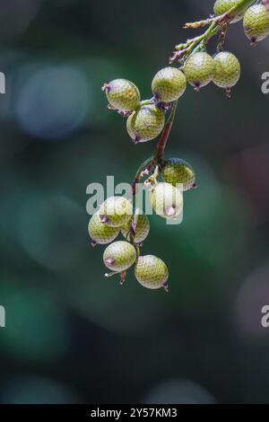 Rattan fruit (Manau, hoe, jernang, buah ular, Littuko) on the tree. The ...