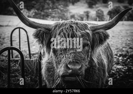 Portrait close up of a Sottish highland cow looking direct at the camera, high detail black and white. Stock Photo