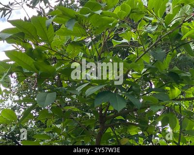 poison sumac (Toxicodendron vernix) Plantae Stock Photo