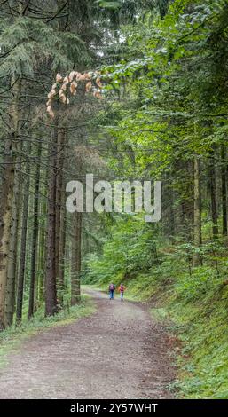 forest landscape with unrecognizable kids walking uphill with canes on dirt road among tall trees, shot in summer light near Durbach, Black Forest, Ba Stock Photo