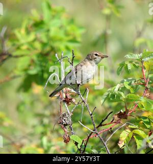 Booted Warbler (Iduna caligata) Aves Stock Photo - Alamy