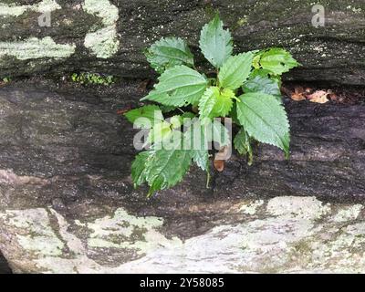 Canada clearweed (Pilea pumila) Plantae Stock Photo