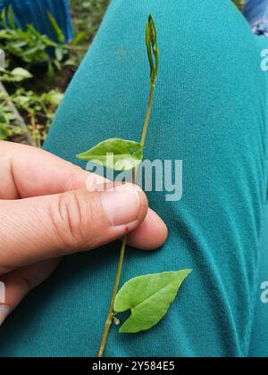 Black-bindweed (Fallopia convolvulus) Plantae Stock Photo - Alamy