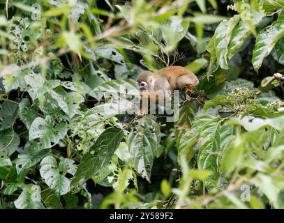 Ecuadorian squirrel monkey, Totenkopfaffen, Saimiri cassiquiarensis macrodon, Yasuní National Park, Ecuador, South America Stock Photo