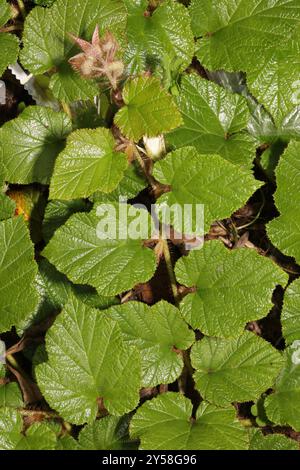 Chinese Bramble (Rubus tricolor) Plantae Stock Photo - Alamy