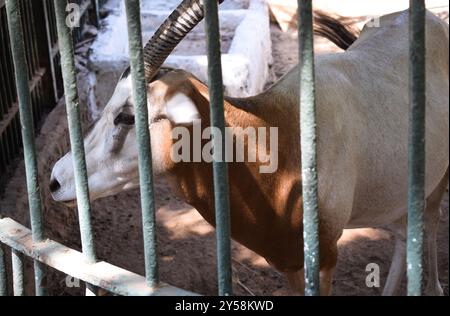 a goats or Capra aegagrus hircus feeding at the zoo on daylight Stock Photo