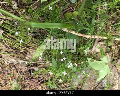 diamond-flowers (Stenaria nigricans) Plantae Stock Photo