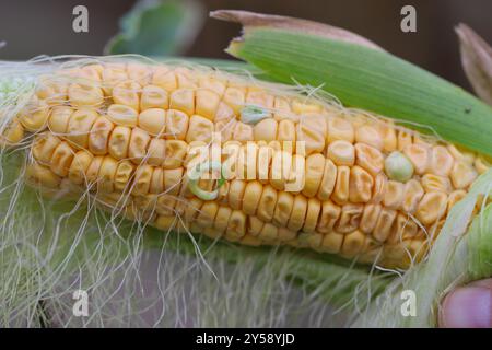 Grains, corn seeds in the cob already germinating in the cultivated field. Stock Photo