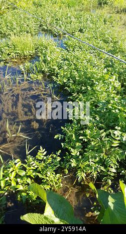 fool's watercress (Apium nodiflorum) Plantae Stock Photo