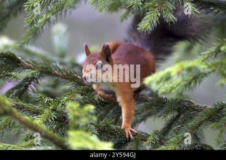 Squirrel, (Sciurus vulgaris), young animal, Finland, young animal, animal children, Finland, Europe Stock Photo