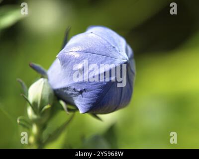 Platycodon grandiflorus Stock Photo