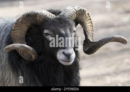 Mouflon male in the front view Stock Photo