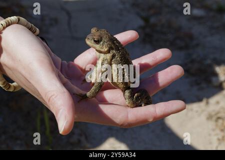 A male common toad adopts a defensive posture on the palm of his hand Stock Photo