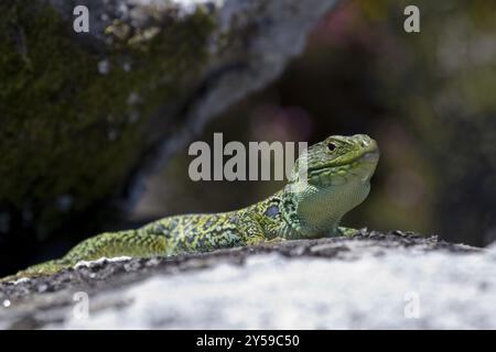 A pearl lizard sunbathing on a stone Stock Photo