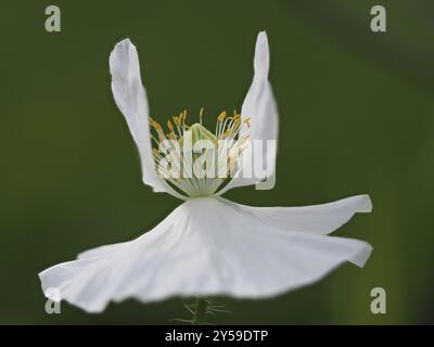 Papaver 'Bridal Silk' Stock Photo