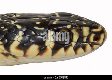 Exposed head of a railsnake in side view Stock Photo