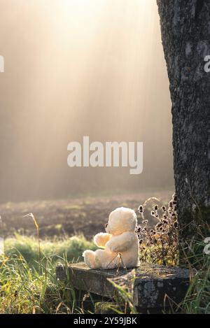 Stuffed teddy bear toy sitting, alone, on an aged wooden bench, at the base of a tree, surrounded by grass and other plants, under the shine of mornin Stock Photo