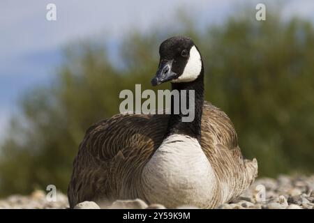 A Canada goose resting on gravel on the bank near Monheim am Rhein Stock Photo