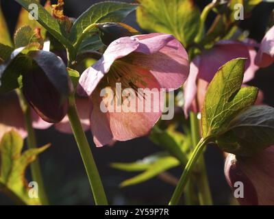 Helleborus backlight Stock Photo
