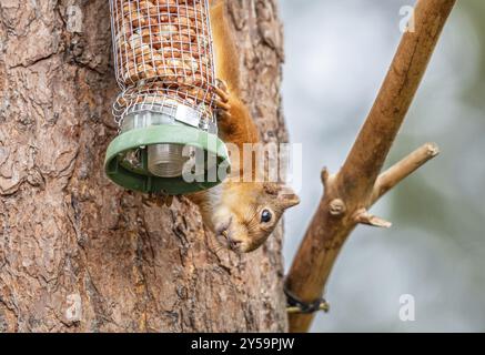 Red Squirrel on a peanut bird feeder Stock Photo