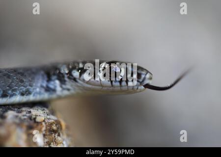 Side view of a lambing Green Whip Snake Stock Photo