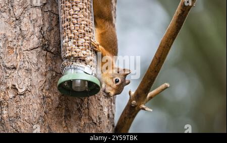 Red Squirrel on a peanut bird feeder Stock Photo