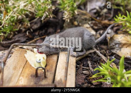 Mousetrap with mouse Stock Photo
