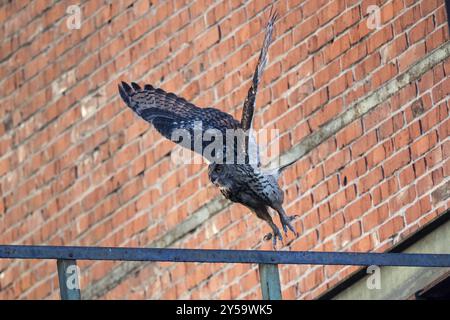 Flying eagle owl at dusk at Ewald colliery in front of bricks Stock Photo