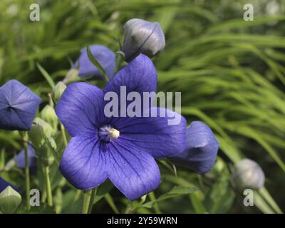 Balloon flower blue Stock Photo