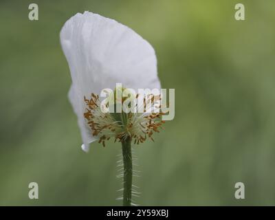 Papaver 'Bridal Silk' Stock Photo