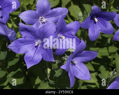 Balloon flower Stock Photo