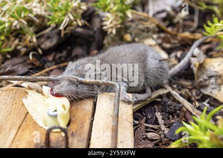Mousetrap with mouse Stock Photo