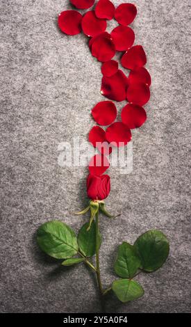 Valentine day card with a single beautiful red rose and its petals spread on a vintage fabric background in the shape of a wave Stock Photo