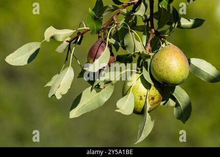 Green pears growing in sunshine Stock Photo
