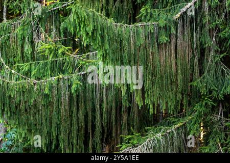 Conifer trees nature background branches Stock Photo
