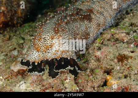 Sea cucumber, Pearsonothuria graeffei, Holothuriidae, Watamu Marine National Park & Reserve, Kenya, Africa Stock Photo