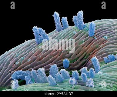 Pseudomonas bacteria. Coloured scanning electron micrograph (SEM) of ...