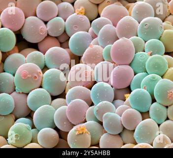 Yeast cells. Coloured scanning electron micrograph (SEM) of cells of yeast used for champagne making (Saccharomyces cerevisiae). This fungus consists of single vegetative cells. Small daughter cells can be seen budding off from some of the larger mother cells. Once they have reached their full size, the daughter cells will be indistinguishable from the mother cells. S. cerevisiae ferments sugar, producing alcohol and carbon dioxide in the process. It is also used in the production of beer and bread. Magnification: x2000 when printed at 10 centimetres wide Stock Photo