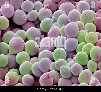 Yeast cells. Coloured scanning electron micrograph (SEM) of cells of yeast used for champagne making (Saccharomyces cerevisiae). This fungus consists of single vegetative cells. Small daughter cells can be seen budding off from some of the larger mother cells. Once they have reached their full size, the daughter cells will be indistinguishable from the mother cells. S. cerevisiae ferments sugar, producing alcohol and carbon dioxide in the process. It is also used in the production of beer and bread. Magnification: x2000 when printed at 10 centimetres wide Stock Photo