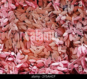 Bird red blood cells. Coloured scanning electron micrograph (SEM) of red blood cells (erythrocytes, red) from avian tissue. These cells contain haemoglobin, a pigment that allows them to carry oxygen around the body. Non-mammalian red blood cells (such as these) are oval (discoid) in shape and contain a cell nucleus. Human red blood cells are disc-shaped and do not have a cell nucleus. Magnification: x600 when printed 10 centimetres wide. Stock Photo