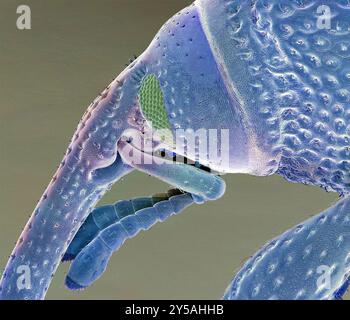 Grain weevil. Coloured scanning electron micrograph of a grain weevil (Sitophilus granarius). This beetle infests and damages stored grain, using the mandibles at the end of its elongated snout, or rostrum, to cut through the shell of a wheat grain and gain access to the food within. Females lay their eggs inside wheat grains, in order that their larvae can have a food supply. It can be controlled using fumigants. Magnification: x60 when printed 10 centimetres wide. Stock Photo