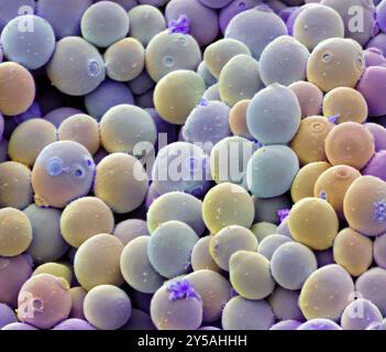 Yeast cells. Coloured scanning electron micrograph (SEM) of cells of yeast used for champagne making (Saccharomyces cerevisiae). This fungus consists of single vegetative cells. Small daughter cells can be seen budding off from some of the larger mother cells. Once they have reached their full size, the daughter cells will be indistinguishable from the mother cells. S. cerevisiae ferments sugar, producing alcohol and carbon dioxide in the process. It is also used in the production of beer and bread. Magnification: x2000 when printed at 10 centimetres wide Stock Photo